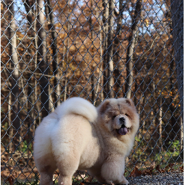 Notorious Star Queen Of Hearts Shakira Cali